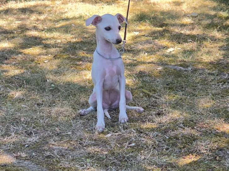 Chiot Petit Lévrier Italien LOF à vendre
