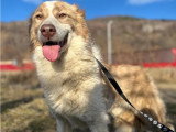 Collie, chienne croisée Border de 4 ans à adopter en association