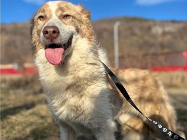 Collie, chienne croisée Border de 4 ans à adopter en association