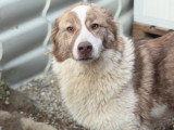 Collie, chienne croisée Border de 4 ans à adopter en association