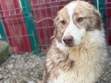 Collie, chienne croisée Border de 4 ans à adopter en association