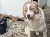 Collie, chienne croisée Border de 4 ans à adopter en association