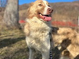 Collie, chienne croisée Border de 4 ans à adopter en association