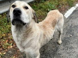 Nouma, chienne curieuse de Roumanie à adopter en asociation