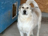 Nouma, chienne curieuse de Roumanie à adopter en asociation