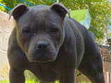 Chiot femelle Staffordshire Bull Terrier bleue LOF de février 2025 à vendre