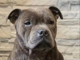 Chiot femelle Staffordshire Bull Terrier bleue LOF de février 2025 à vendre