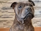 Chiot femelle Staffordshire Bull Terrier bleue LOF de février 2025 à vendre