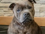 Chiot femelle Staffordshire Bull Terrier bleue LOF de février 2025 à vendre