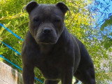 Chiot femelle Staffordshire Bull Terrier bleue LOF de février 2025 à vendre