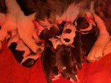 4 chiots femelles Welsh Corgi Cardigan non LOF nées en juin 2026 à réserver
