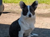 4 chiots femelles Welsh Corgi Cardigan non LOF nées en juin 2026 à réserver