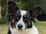 4 chiots femelles Welsh Corgi Cardigan non LOF nées en juin 2026 à réserver