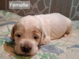 4 chiots Setter Anglais non LOF nés en juin 2026 à réserver