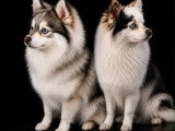 5 chiots Pomsky mâles non LOF nés juin 2026 à réserver