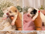 5 chiots Pomsky mâles non LOF nés juin 2026 à réserver
