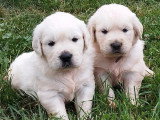 2 chiots Golden Retriever mâles non LOF nés en mai 2026 à vendre