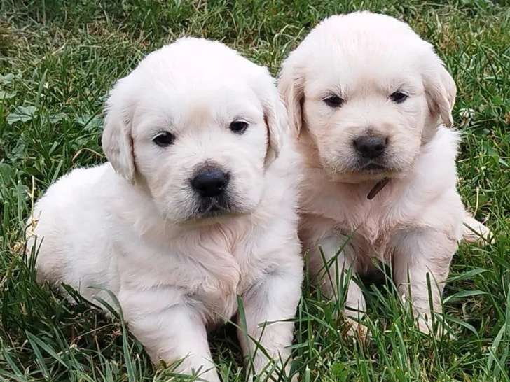 2 chiots Golden Retriever mâles non LOF nés en mai 2026 à vendre