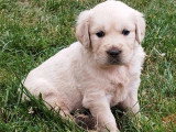 2 chiots Golden Retriever mâles non LOF nés en mai 2026 à vendre