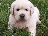 2 chiots Golden Retriever mâles non LOF nés en mai 2026 à vendre
