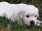 2 chiots Golden Retriever mâles non LOF nés en mai 2026 à vendre