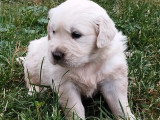 2 chiots Golden Retriever mâles non LOF nés en mai 2026 à vendre