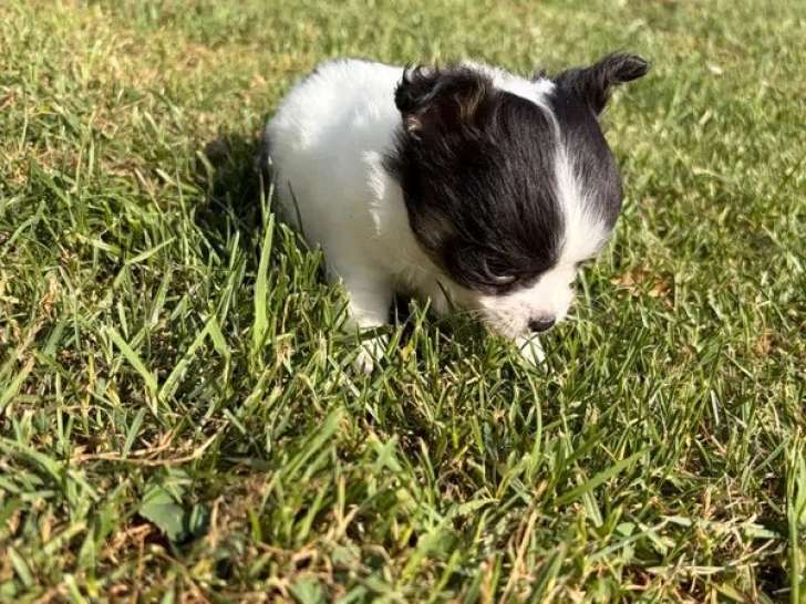 Chiot Chihuahua mâle tricolore à poils longs non LOF à réserver