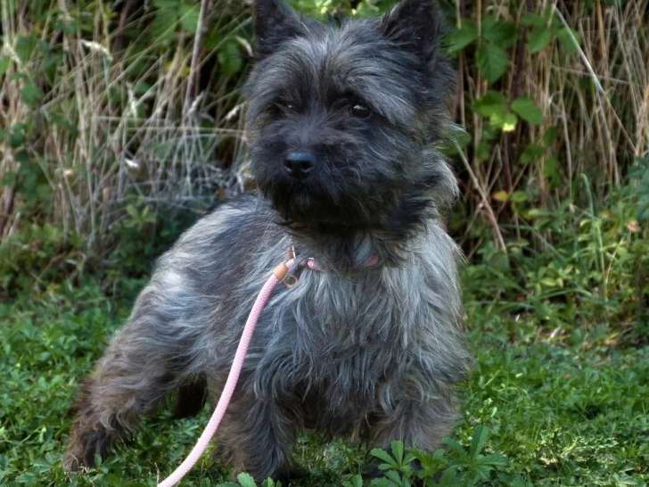 Chienne Cairn Terrier LOF confirmée de mai 2022 à vendre