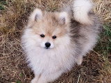 2 chiots Pomsky mâles nés mars 2026 non LOF à vendre