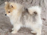 2 chiots Pomsky mâles nés mars 2026 non LOF à vendre