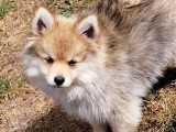 2 chiots Pomsky mâles nés mars 2026 non LOF à vendre
