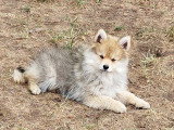 2 chiots Pomsky mâles nés mars 2026 non LOF à vendre