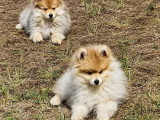 2 chiots Pomsky mâles nés mars 2026 non LOF à vendre
