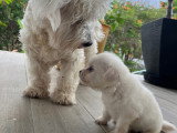 Adorables chiots Bichon croisés Spitz à donner
