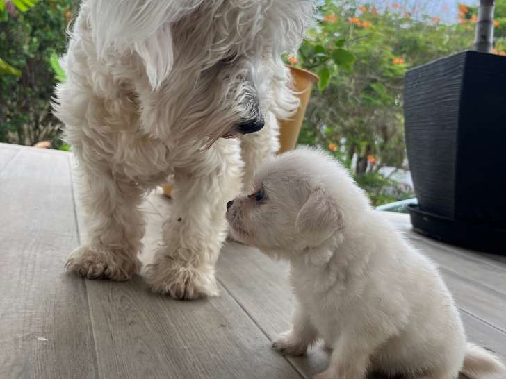 Adorables chiots Bichon croisés Spitz à donner