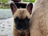 Chiot femelle Bouledogue Français non LOF née en mars 2026 à vendre