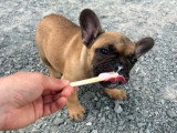 Chiot femelle Bouledogue Français non LOF née en mars 2026 à vendre