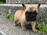 Chiot femelle Bouledogue Français non LOF née en mars 2026 à vendre