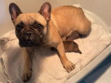 Chiot femelle Bouledogue Français non LOF née en mars 2026 à vendre