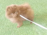 Chiot Spitz Nain Pomeranien mâle de décembre 2025 à vendre non LOF