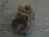 Chiot Spitz Nain Pomeranien mâle de décembre 2025 à vendre non LOF