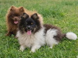 Chiot Spitz Nain Pomeranien mâle de décembre 2025 à vendre non LOF