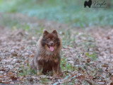 Chiot Spitz Nain Pomeranien mâle de décembre 2025 à vendre non LOF