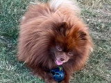 Chiot Spitz Nain Pomeranien mâle de décembre 2025 à vendre non LOF