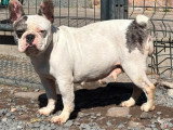 Chienne Bouledogue Français silver merle caille de juillet 2021 à vendre non LOF