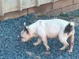 Chienne Bouledogue Français silver merle caille de juillet 2021 à vendre non LOF
