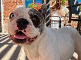 Chienne Bouledogue Français silver merle caille de juillet 2021 à vendre non LOF
