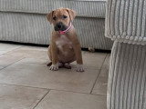 Chiot femelle American Bully à vendre