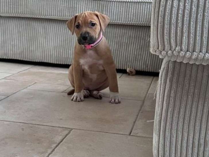 Chiot femelle American Bully à vendre
