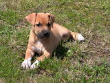 Chiot femelle American Bully à vendre